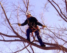 Image of Verna in tree
